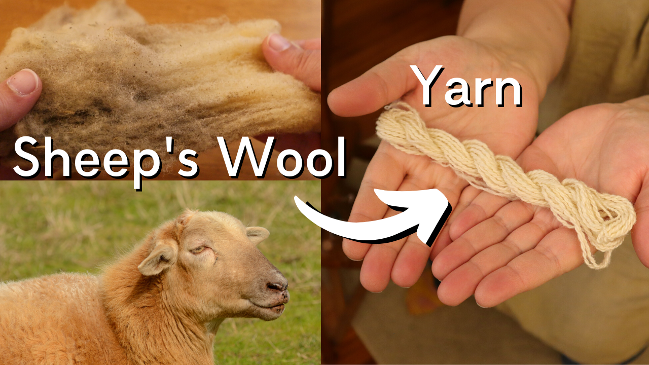 From Fleece to Fabric — An American Tunis Breed Study